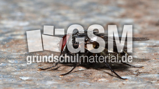 Graue Fleischfliege (9).jpg